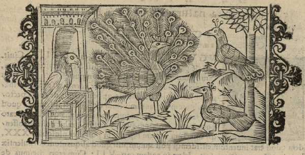 19_39.jpg (37045 Byte)